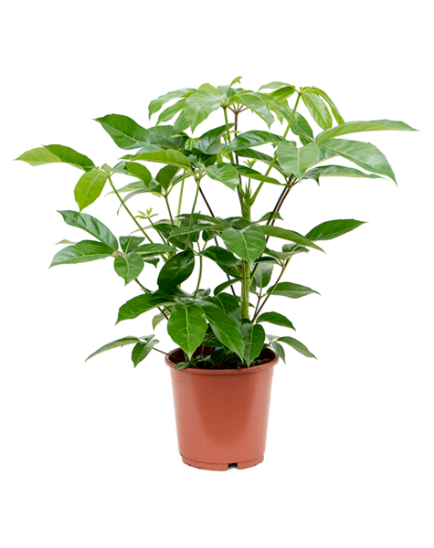 Schefflera