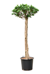 Ficus microcarpa compacta