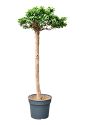 Ficus microcarpa compacta