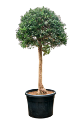 Podocarpus macrophyllus