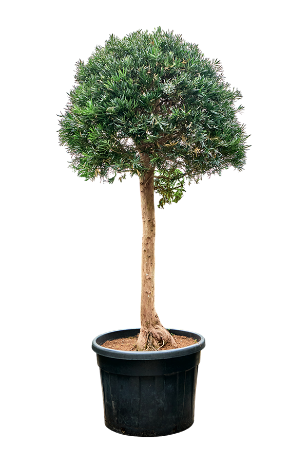 Podocarpus macrophyllus