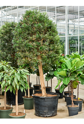 Podocarpus macrophyllus