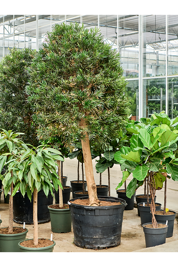 Podocarpus macrophyllus