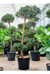 Podocarpus macrophyllus