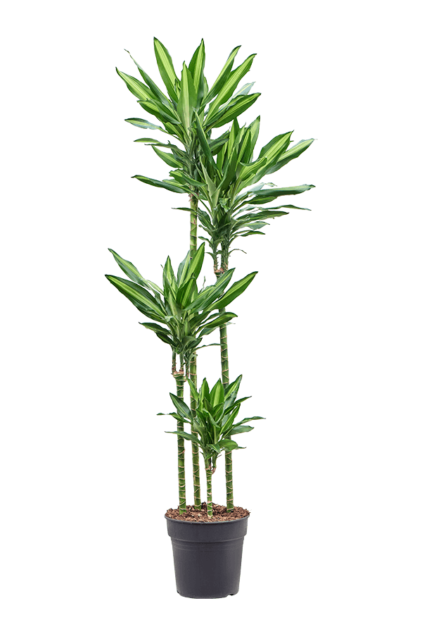 Dracaena Fragrans Cintho