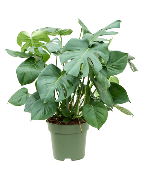 Monstera
