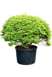 Enkianthus Perulatus