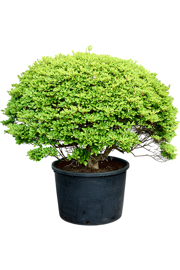 Enkianthus Perulatus