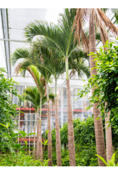 Veitchia (adonidia) Merrillii