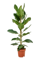 Ficus benghalensis Freude