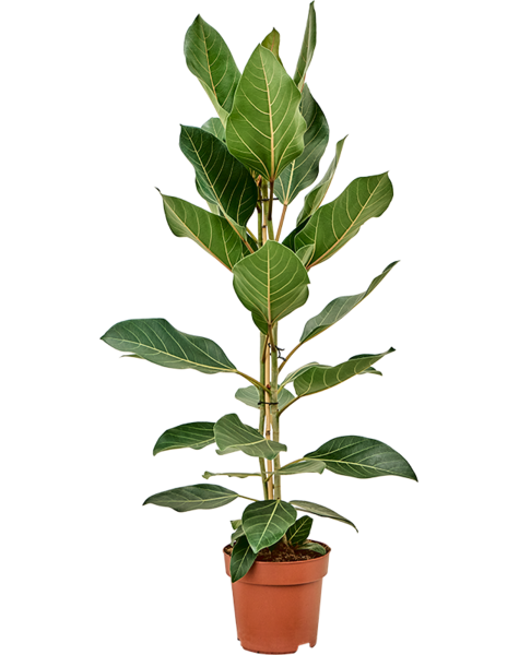 Ficus
