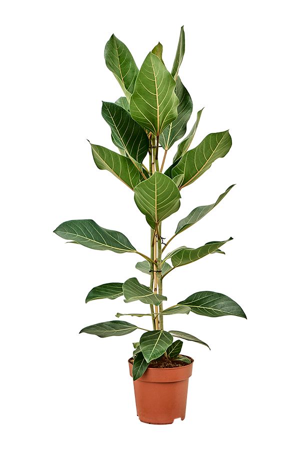 Ficus benghalensis Freude
