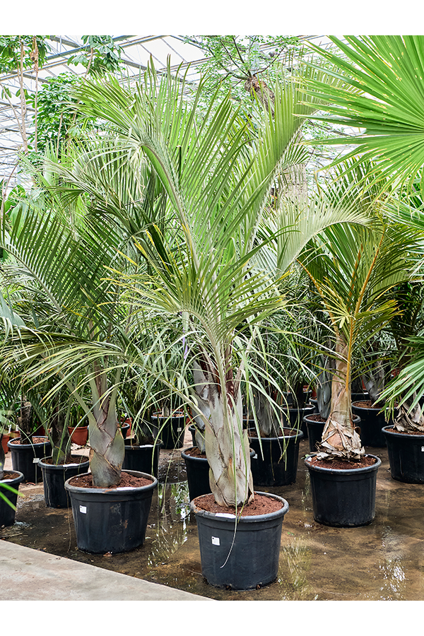 Neodypsis Decaryi (220-280)