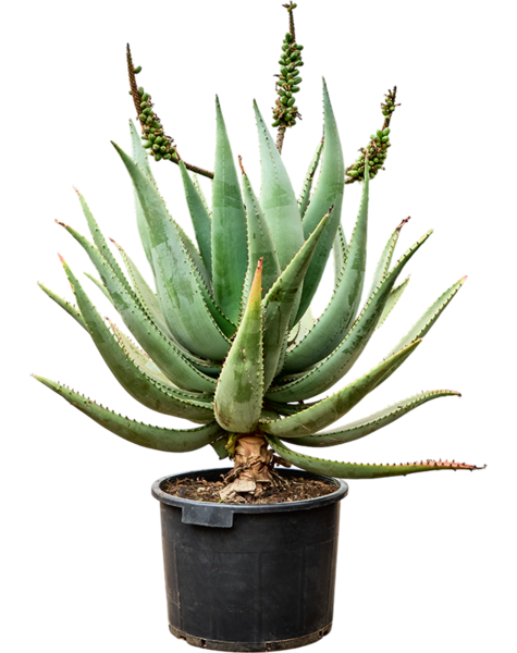 Aloe