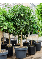 Citrus Aurantifolia Grüne Limette