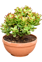 Crassula Ovata Minor