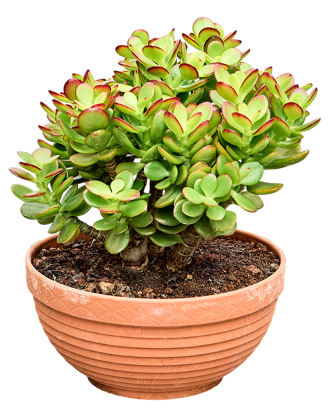 Crassula