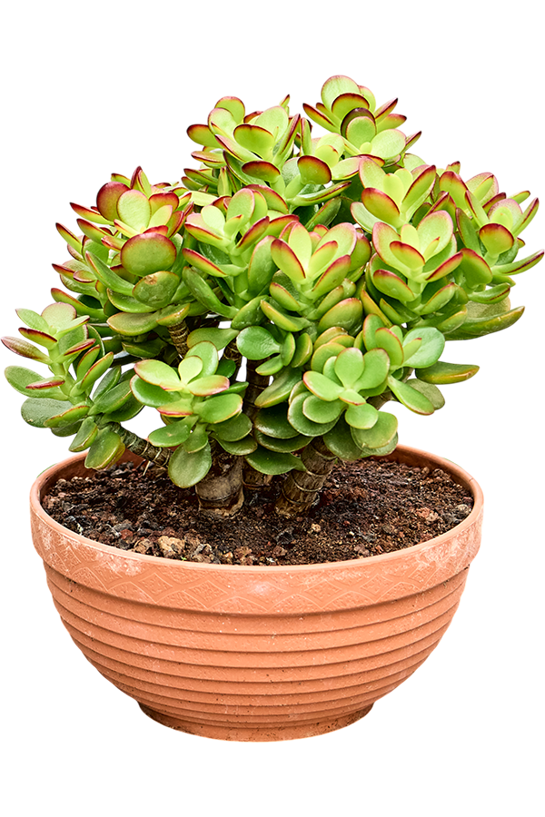 Crassula Ovata Minor