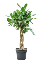 Ficus benghalensis Audrey