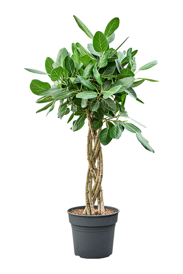 Ficus benghalensis Audrey