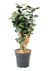 Polyscias (Aralia) Fabian