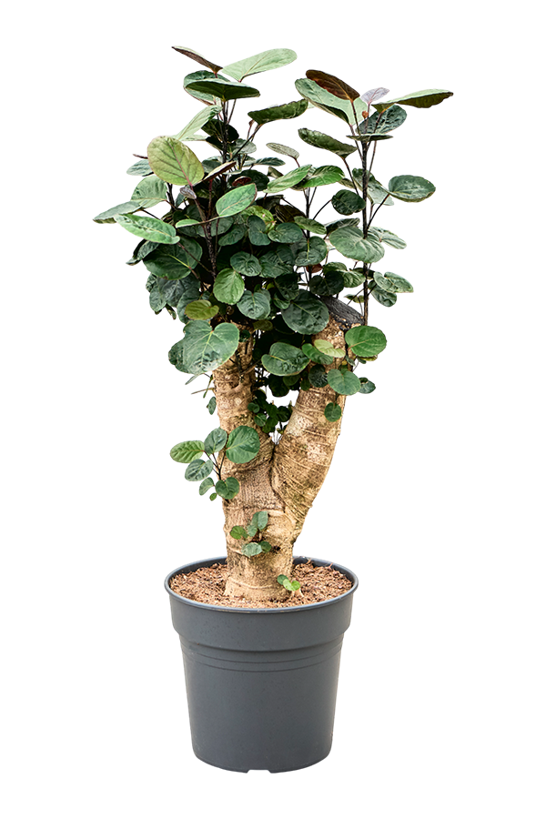 Polyscias (Aralia) Fabian