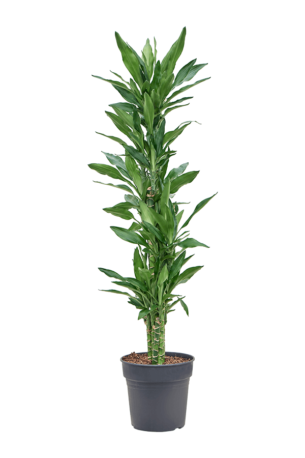 Dracaena Fragrans Burundii