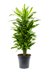 Dracaena Fragrans Goldene Küste