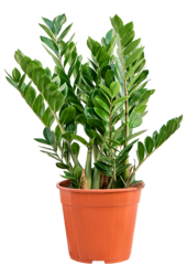 Zamioculcas Zamiifolia