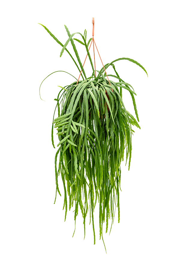 Lepismium Bolivianum