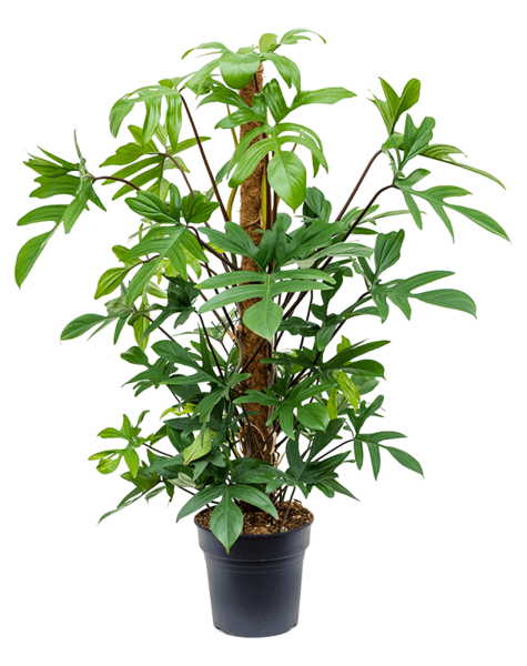 Philodendron