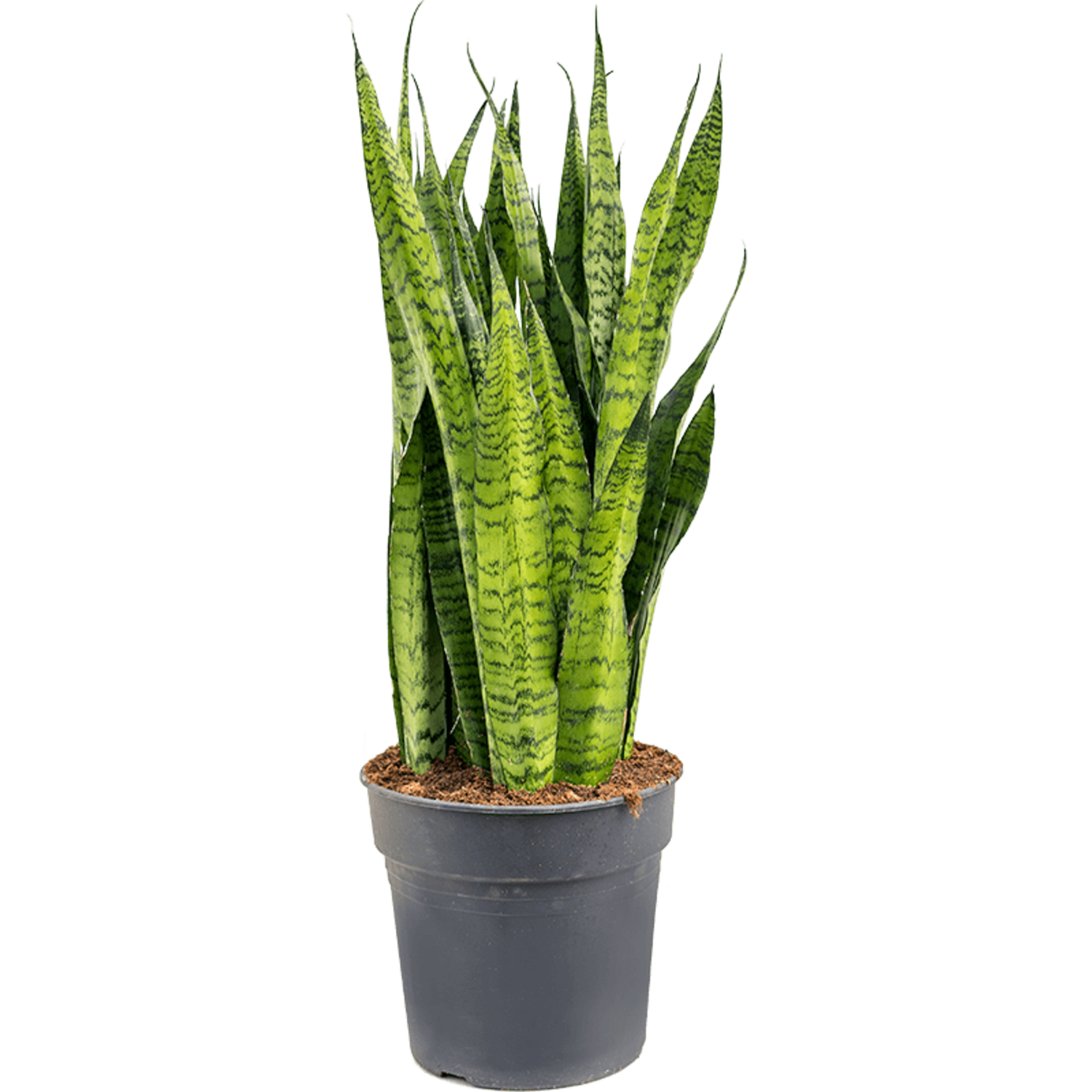 sansevieria cura Sanseveria Cylindrea Snake Plant