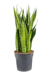 Sansevieria Zeylanica