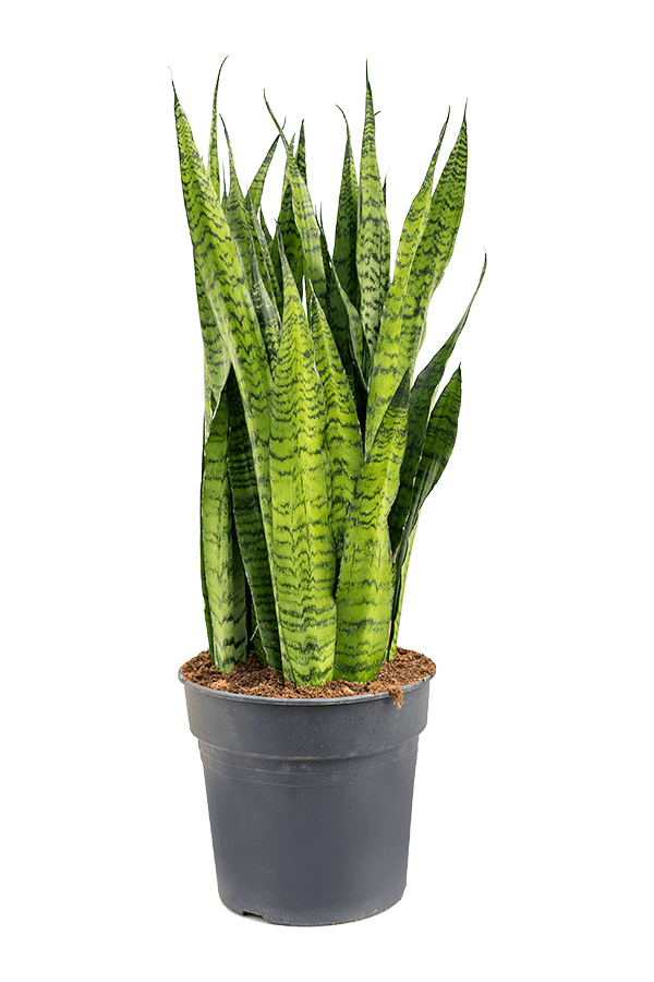 Sansevieria Zeylanica
