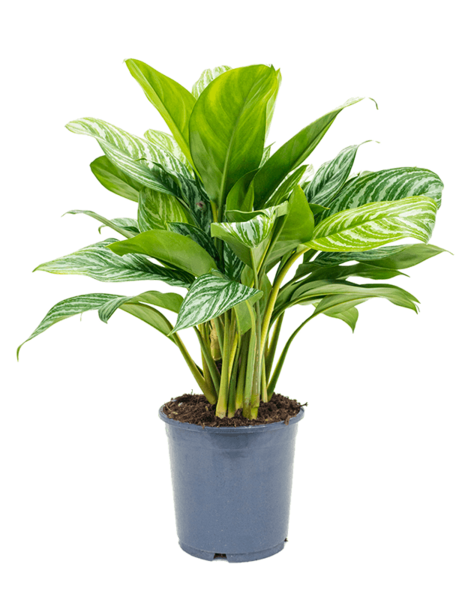 Aglaonema