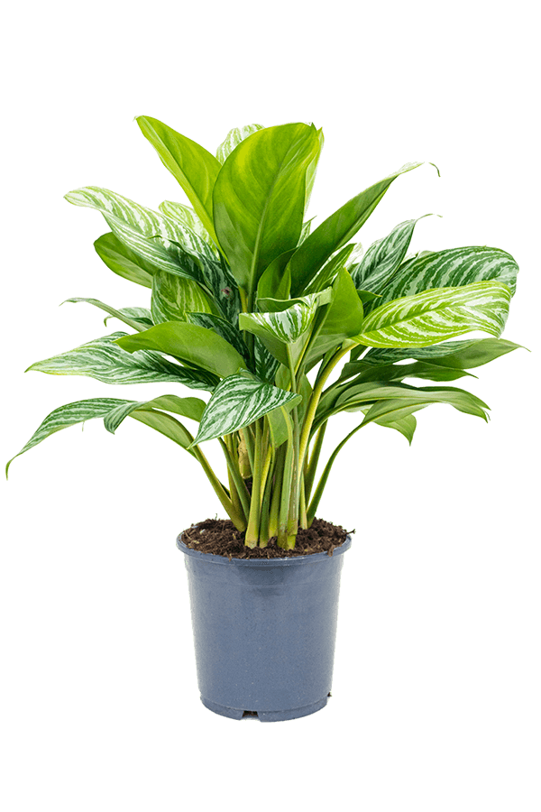 Aglaonema-Streifen