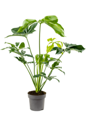 Philodendron Grünes Wunder