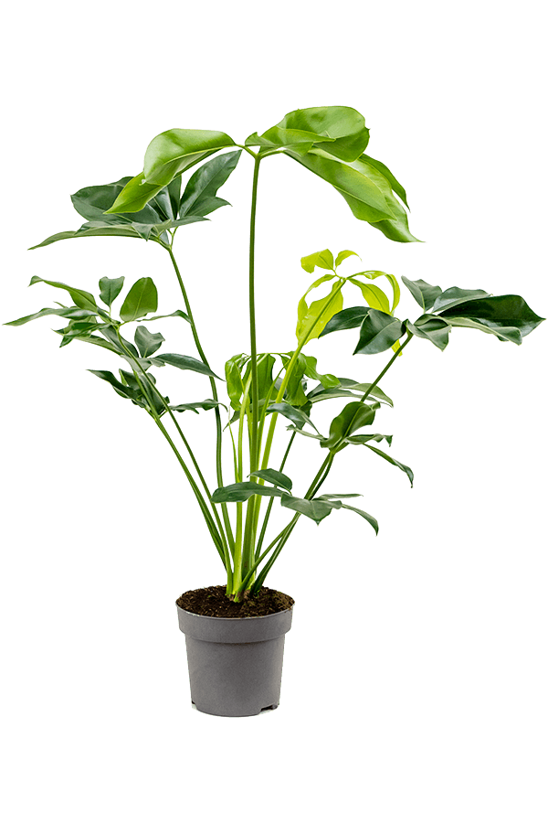 Philodendron Grünes Wunder
