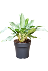 Aglaonema Geist