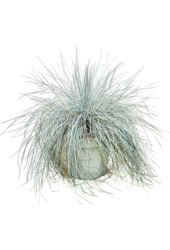 Festuca Glauca Intensives Blau