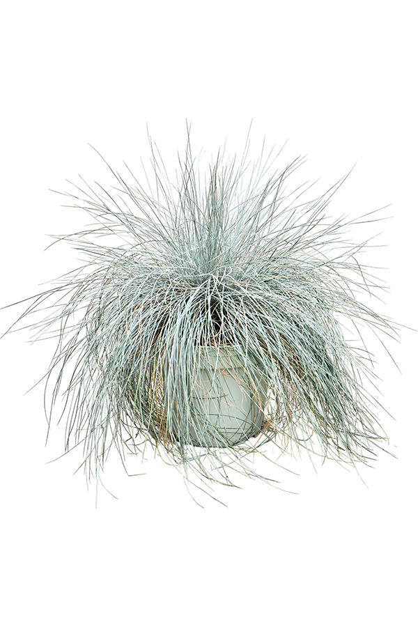 Festuca Glauca Intensives Blau
