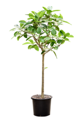 Ficus benghalensis Audrey