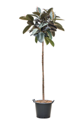 Ficus Elastica Abidjan