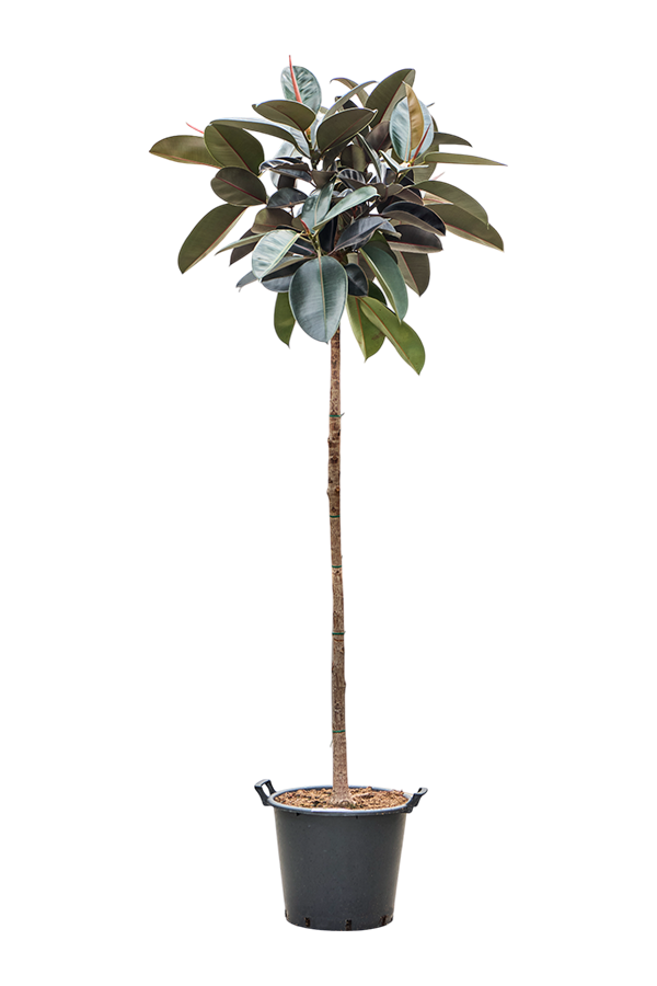 Ficus Elastica Abidjan