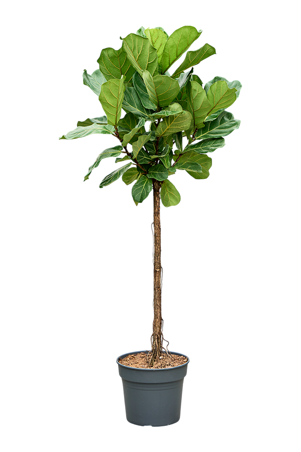 Ficus Lyrata