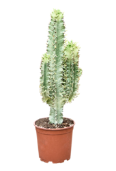 Euphorbia Erytrea Variegata