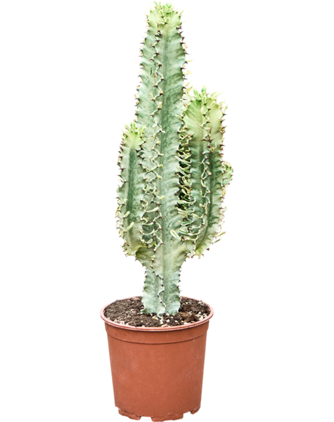 Euphorbia
