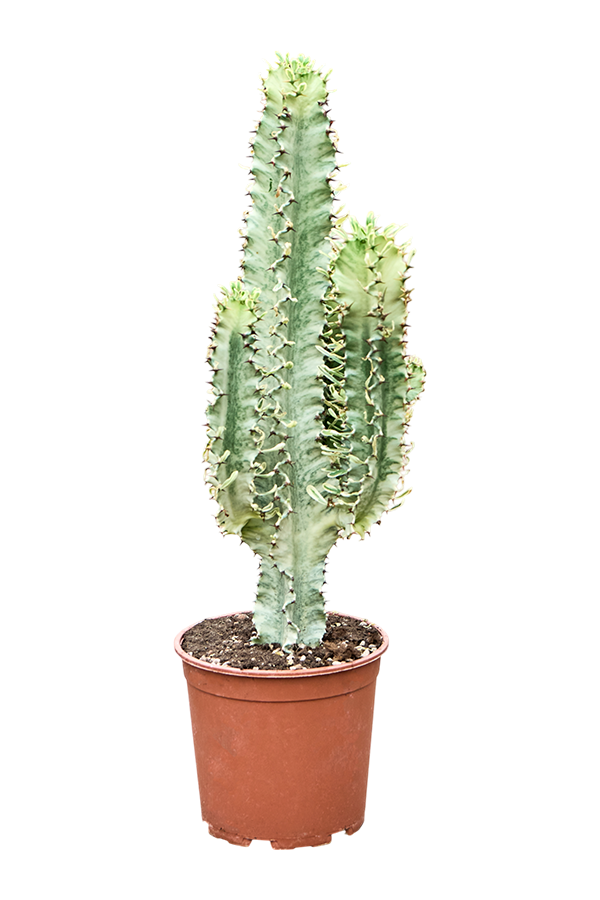 Euphorbia Erytrea Variegata