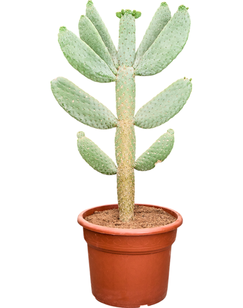 Opuntia