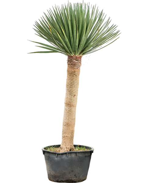 Dracaena